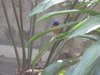 210110 Rufous-bellied Niltava (Niltava sundara)