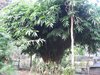 250110 Bambushain im Garten der HRDSN