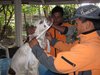 250110 Erste Hilfe am Hund, Schnauzenband anlegen