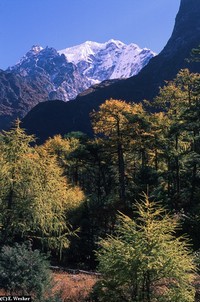 Bergwald Nepal
